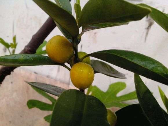 我的金桔盆栽怎么不开花呀