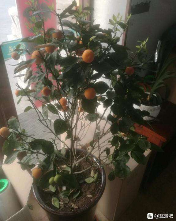 金桔盆栽的果实什么时候摘掉