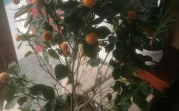 金桔盆栽的果实什么时候摘掉 图片