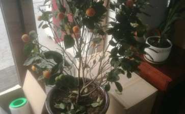 室内盆栽金桔的花盆用多大的合适