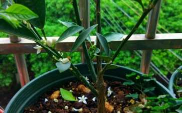 金桔盆栽开了好多花 还是不坐果子