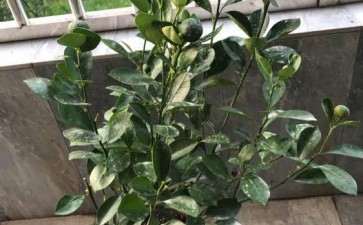 金桔盆栽 树形有点歪 要修掉吗 图片