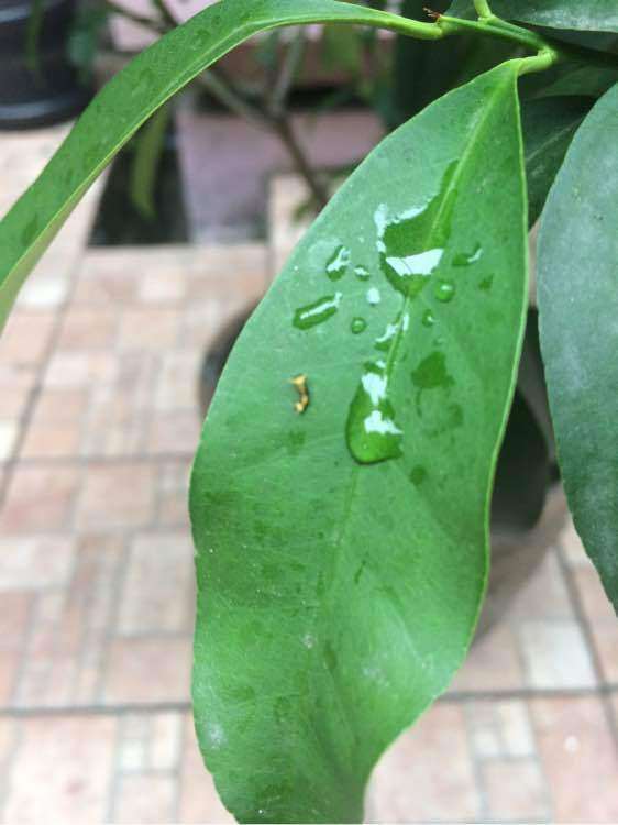 金桔盆栽上都是这虫子