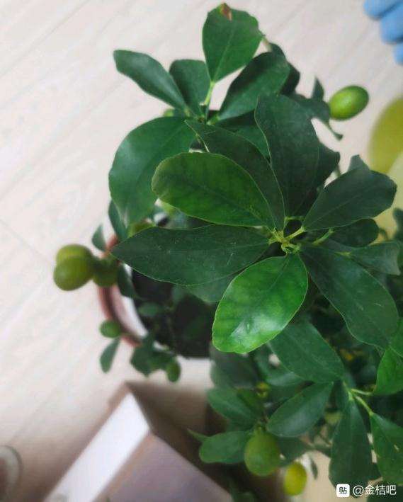 金桔盆栽每天掉56片叶子