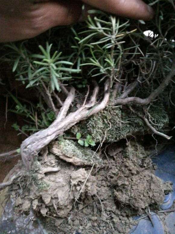 这是松树下山桩 还是迷迭香