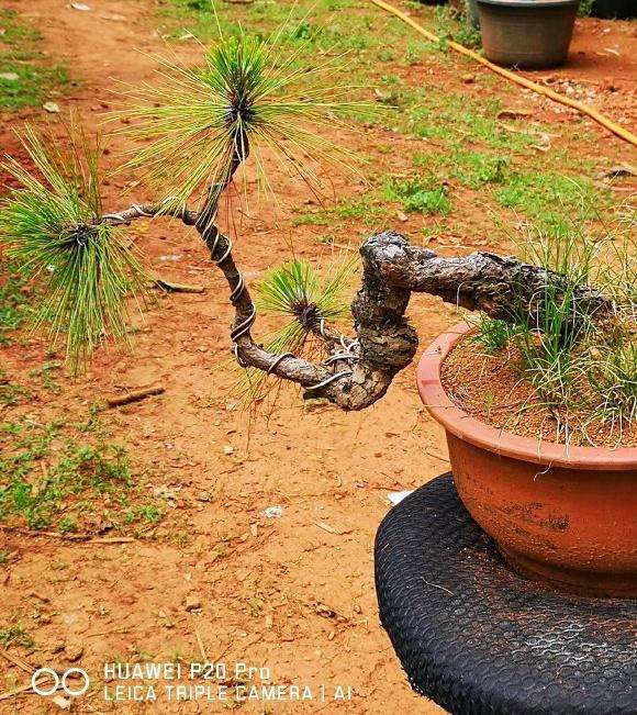 福建能养活云南松下山桩吗
