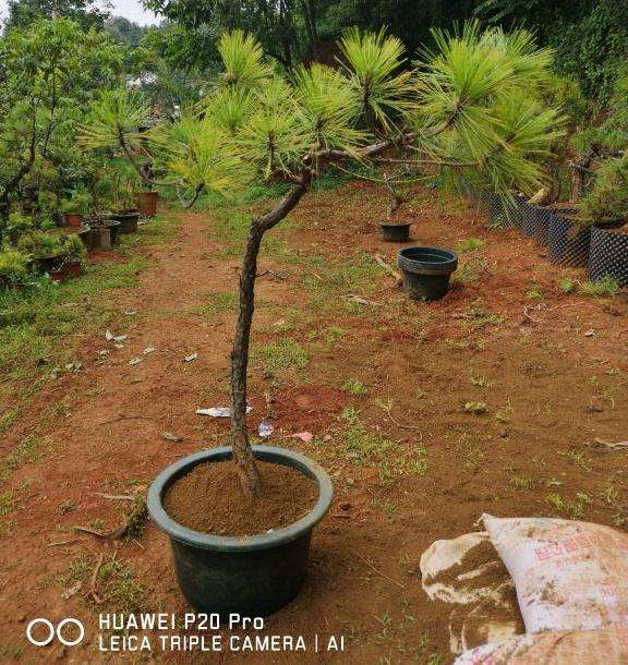 福建能养活云南松下山桩吗