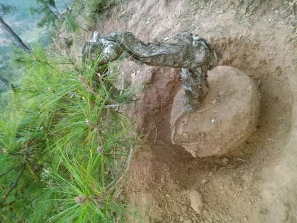 云南松下山桩550元 能不能养活