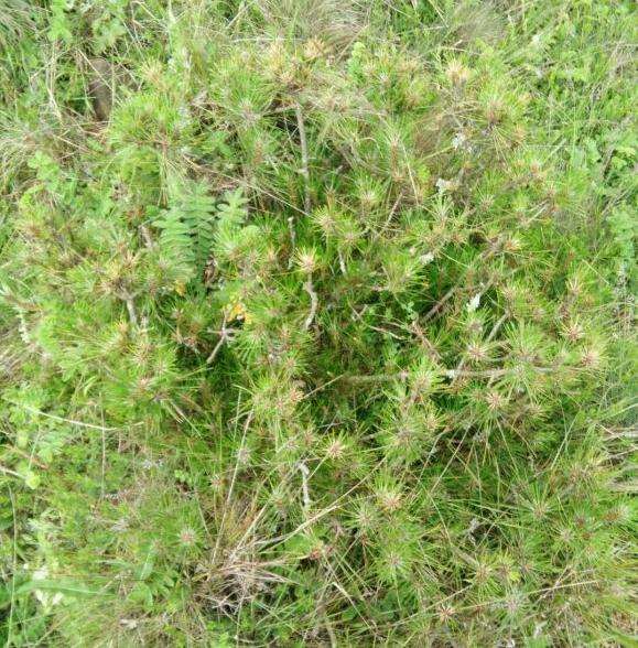 夏季6月份挖云南松下山桩