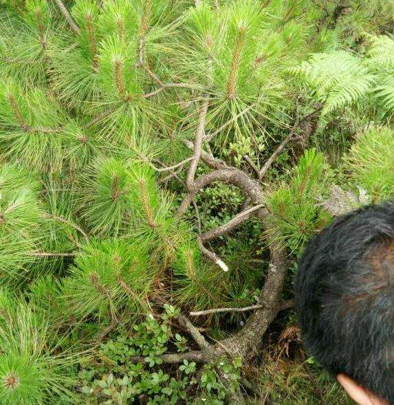 夏季6月份挖云南松下山桩