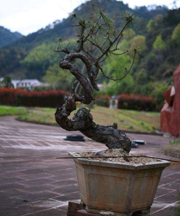 云南松下山桩 基部直径23厘米 可以吗