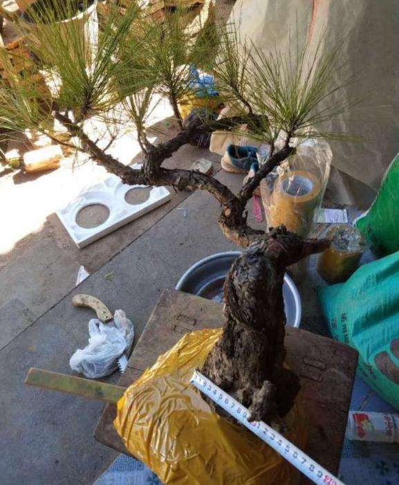 精品悬崖云南松下山桩