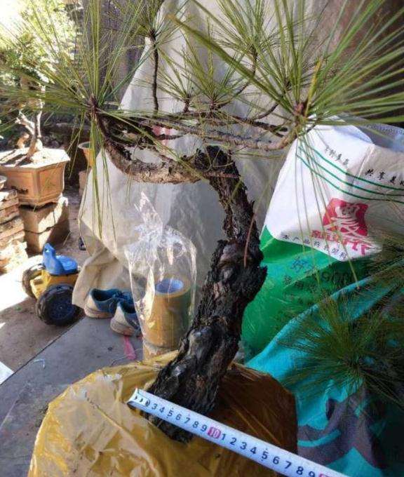 精品悬崖云南松下山桩