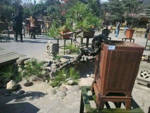 盆友的一颗云南松盆景