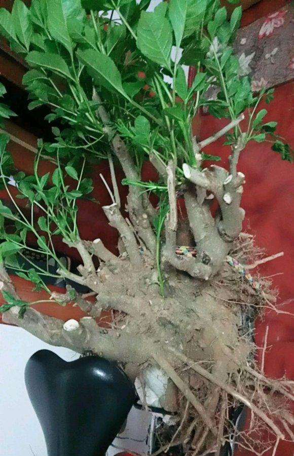 这是荆条下山桩 还是黄荆