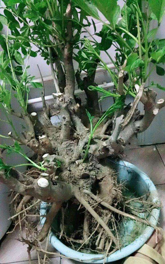 这是荆条下山桩 还是黄荆