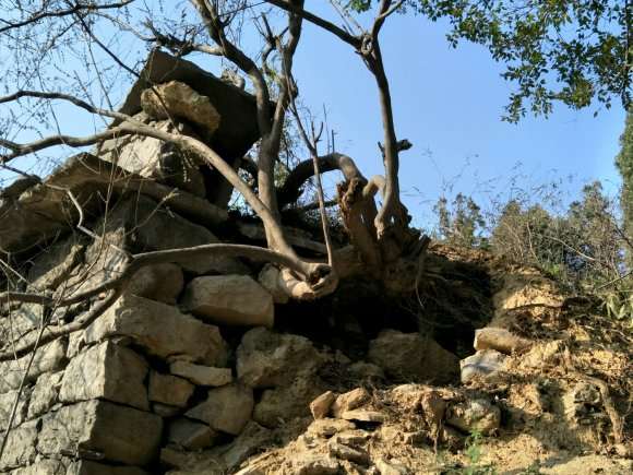 这棵黄荆条下山桩值得挖不