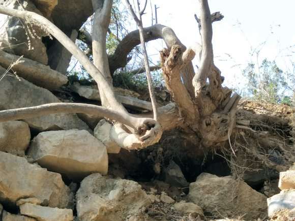 这棵黄荆条下山桩值得挖不