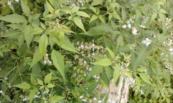 哪种荆条下山桩可以养盆景