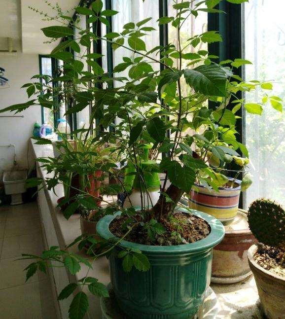 我家的盆栽荆条下山桩开花了