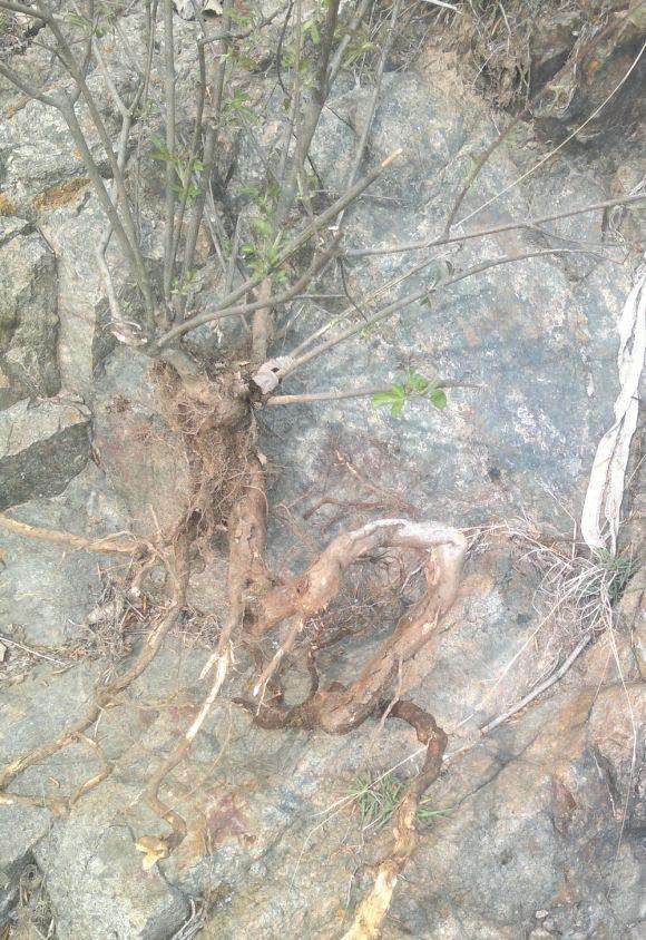 新挖的荆条下山桩老桩