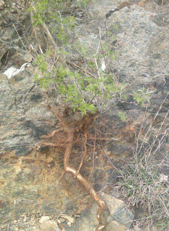 新挖的荆条下山桩老桩