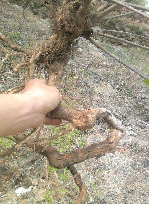 新挖的荆条下山桩老桩