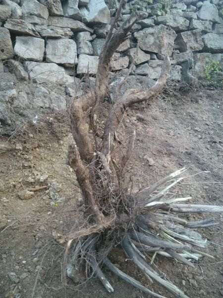 刚挖出来的荆条下山桩老根