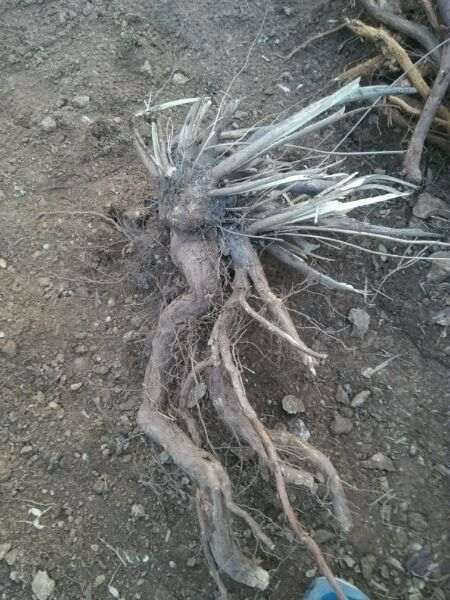 刚挖出来的荆条下山桩老根