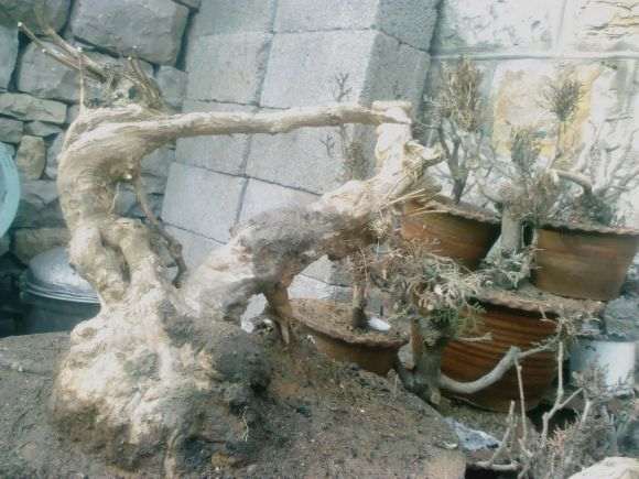 荆条下山桩 回头孔雀开屏的造型