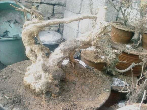 荆条下山桩 回头孔雀开屏的造型