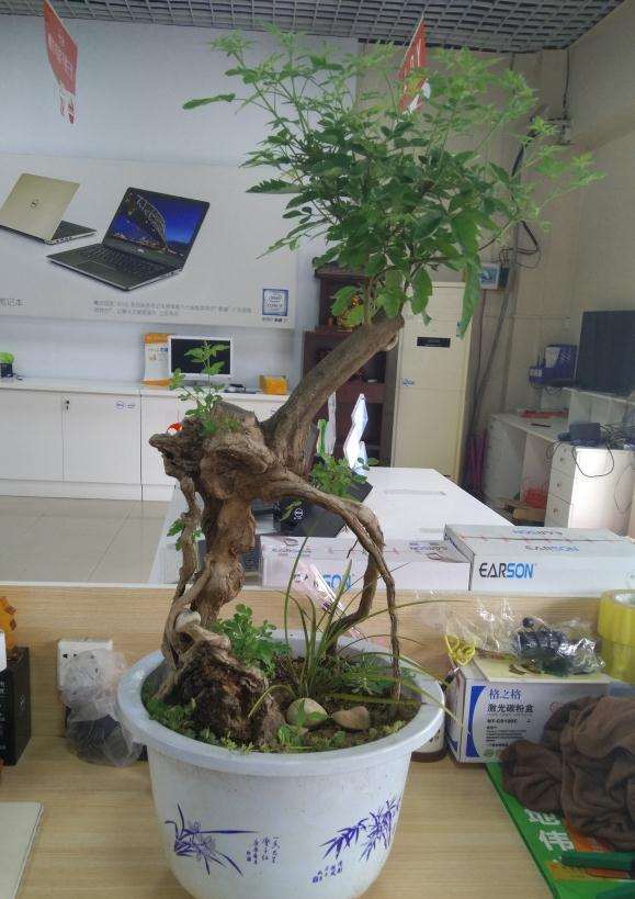 刚入手的荆条下山桩