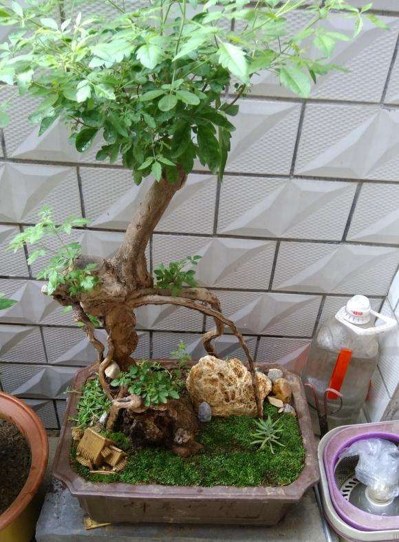 刚入手的荆条下山桩