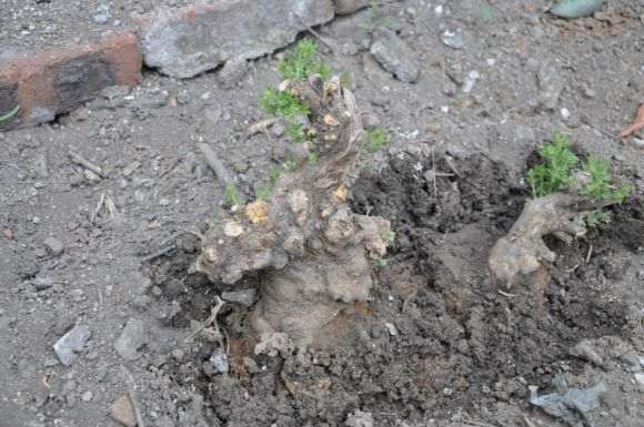 怎么才能提高荆条下山桩的成活