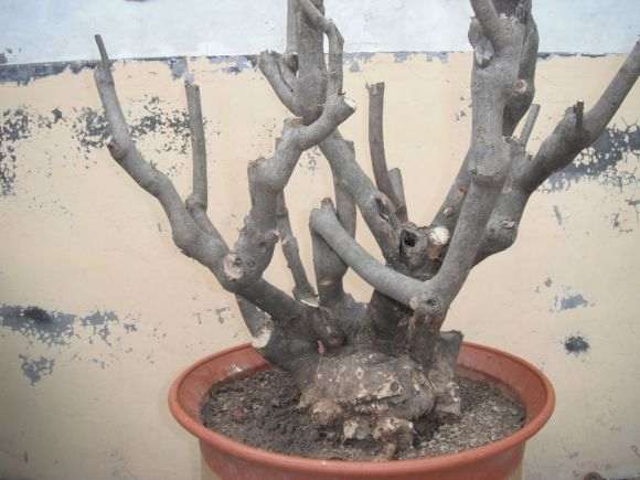 丛林荆条下山桩 怎么造型