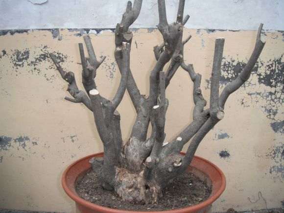 丛林荆条下山桩 怎么造型