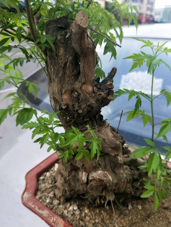 市场买荆条下山桩 带盆50元 贵吗 图片