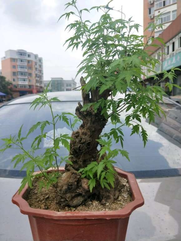 市场买荆条下山桩