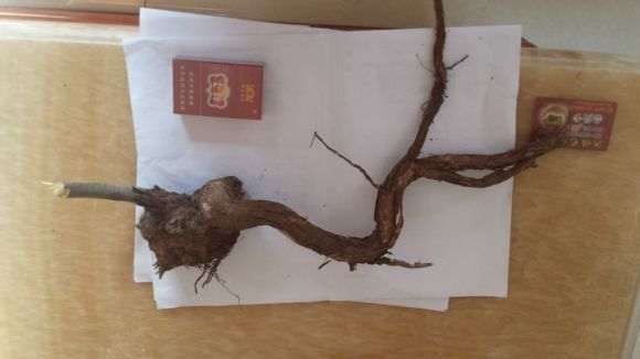 我挖了个小荆条下山桩疙瘩