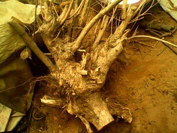 这个黄荆下山桩 怎么留枝最好