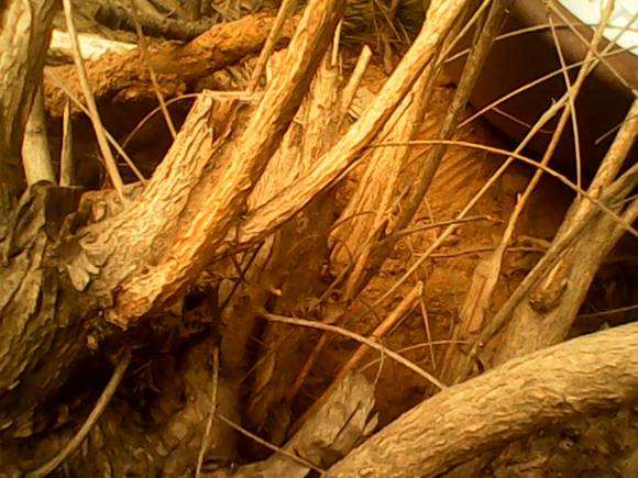 这个黄荆下山桩 怎么留枝最好