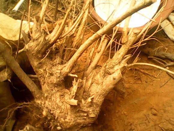 这个黄荆下山桩 怎么留枝最好