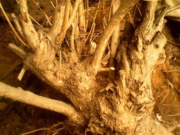 这个黄荆下山桩 怎么留枝最好