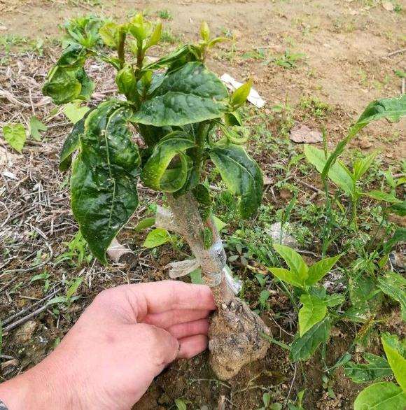 我家里的蜡梅下山桩