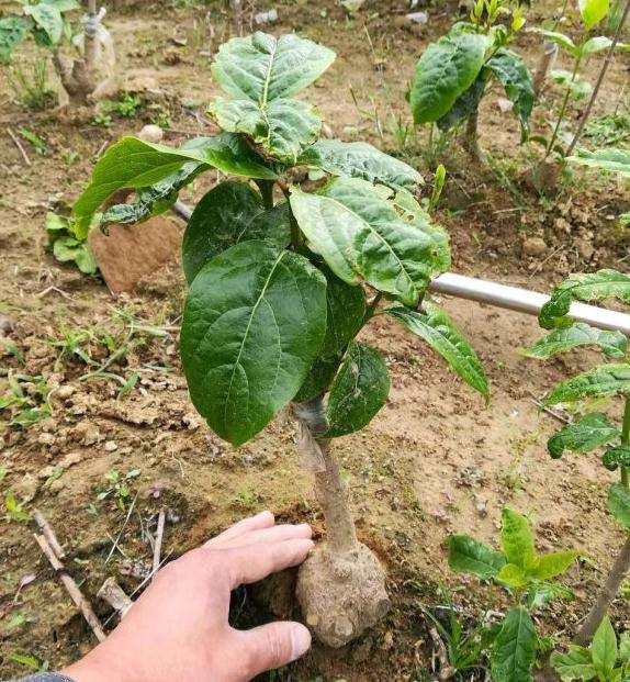 我家里的蜡梅下山桩