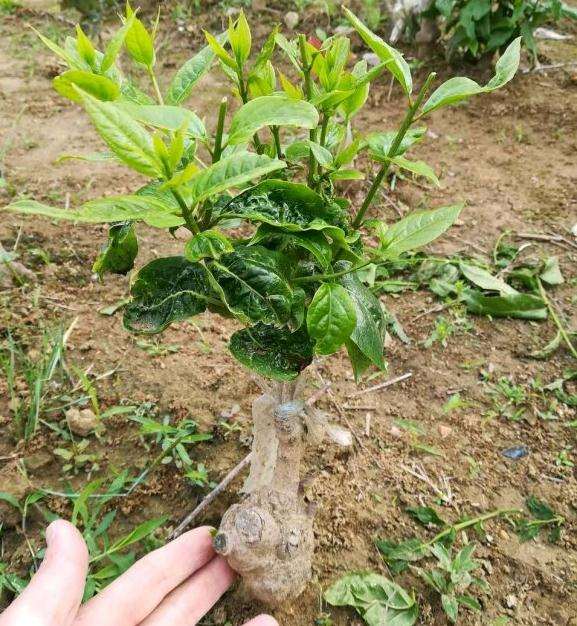 我家里的蜡梅下山桩