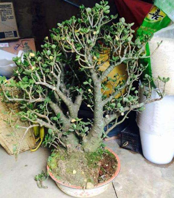 500元买的玉树下山桩老桩