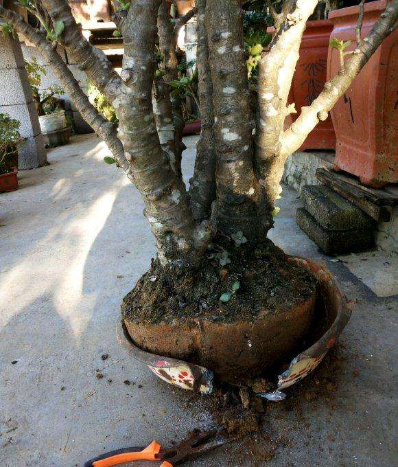 500元买的玉树下山桩老桩