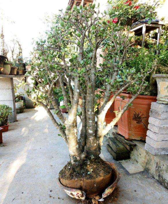 500元买的玉树下山桩老桩