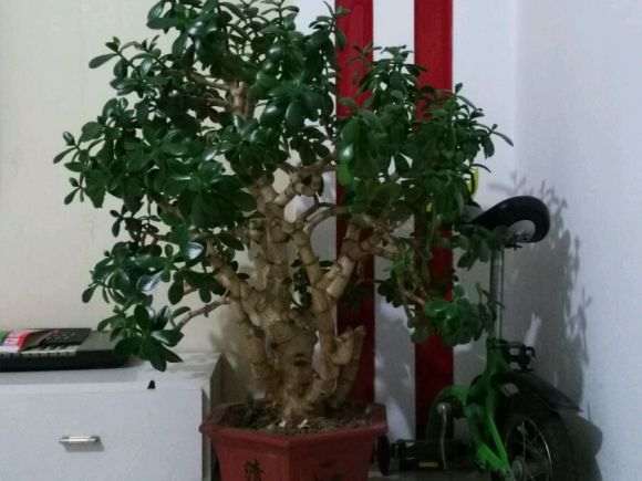 8年的玉树下山桩可以造型做盆景吗